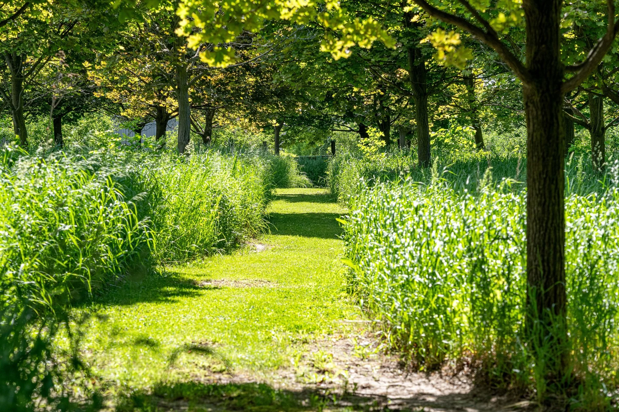 A grassy path beneath the leafy trees at the farm