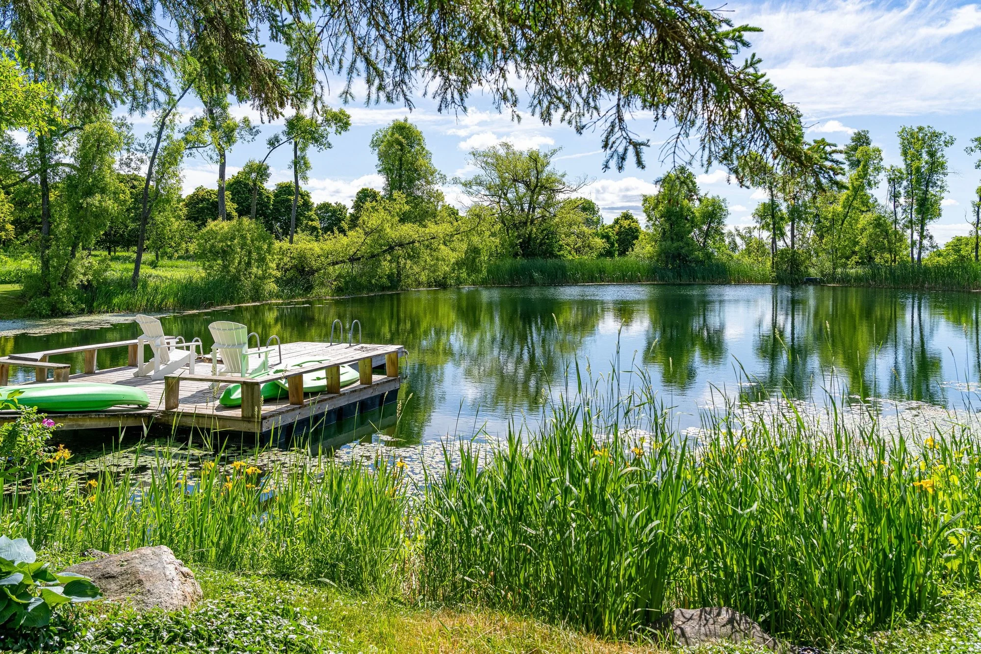 The pond and wooden dock surrounded by summer grasses and trees
