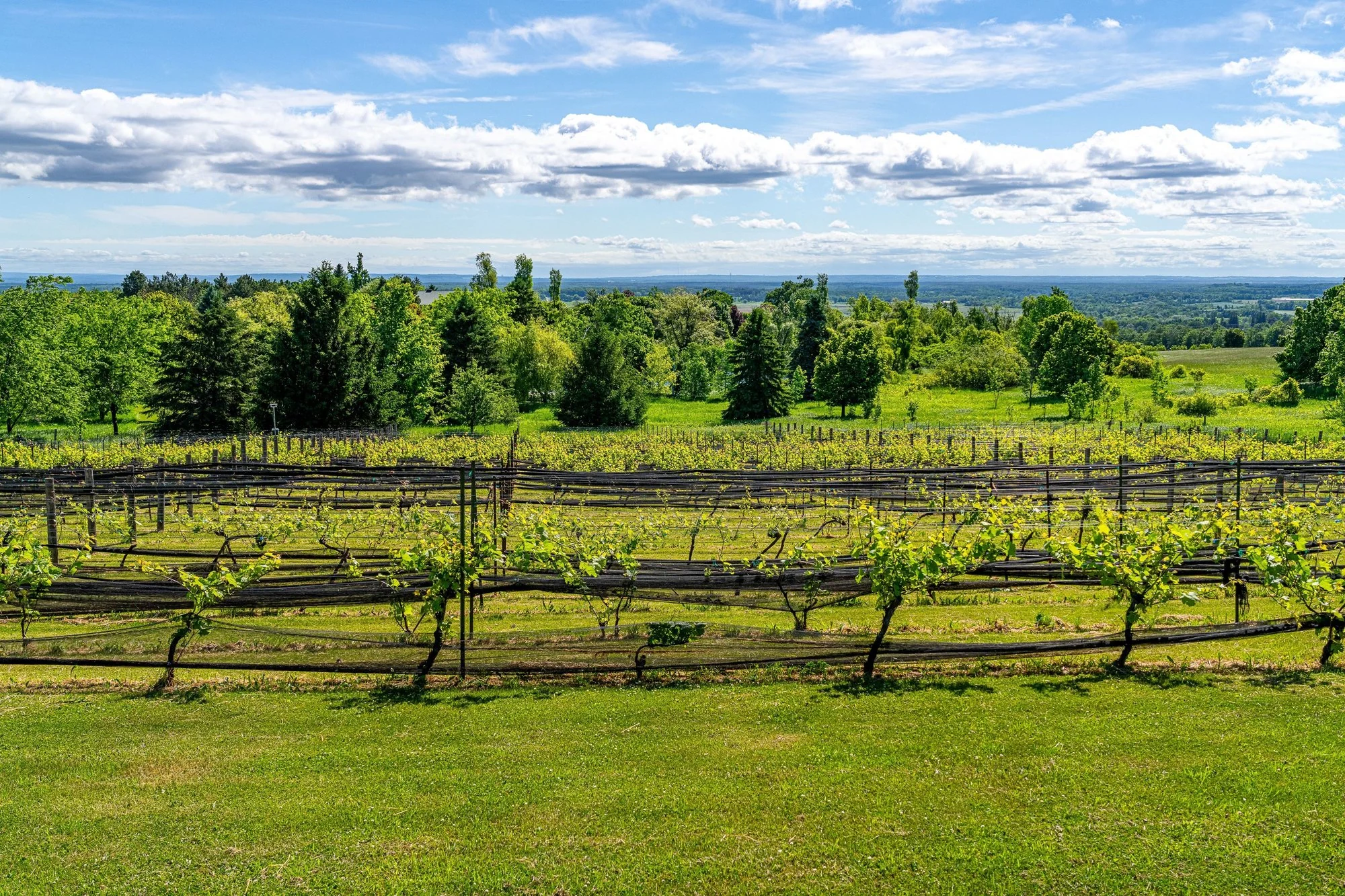 Rows of vines overlooking the rolling fields beyond Fairview Farm